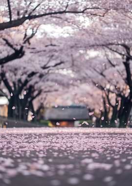 Cherry Blossom Path