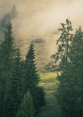 Misty Forest Landscape