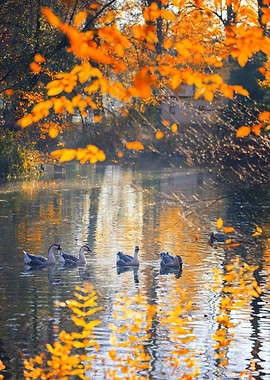 Autumn River with Geese, Poland