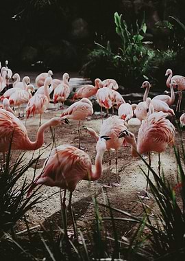 Flock of Pink Flamingos in Nature