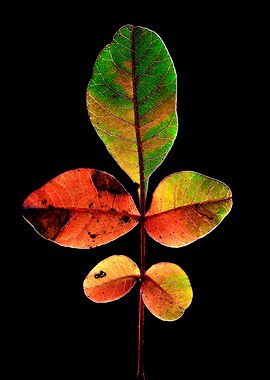 “Colorful Autumn Leaf on Black”