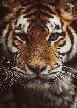 Tiger Face Close-Up