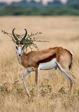 Regal Springbok With Thorny Crown — Etosha, Namibia