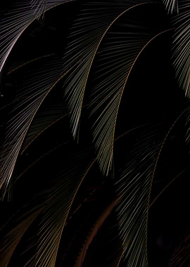 Palm Leaves in the Dark