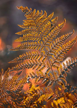 Golden Fern Leaf in Autumn Light
