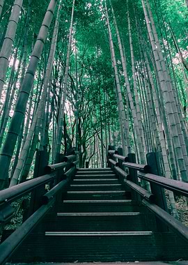 Bamboo Forest Path