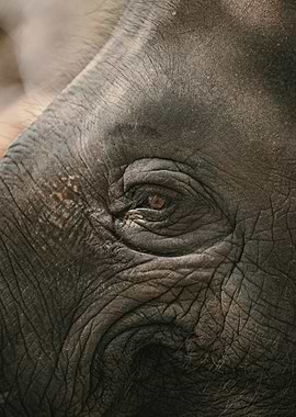 Elephant Eye Close-Up