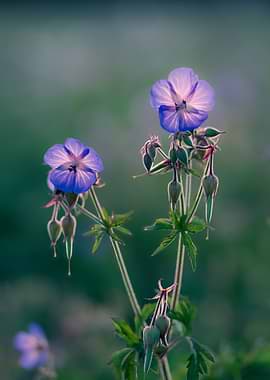 Purple Geranium Flowers in Bloom