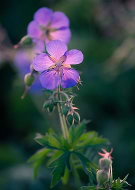 Purple Geranium Flower Close-Up