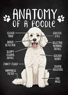 Funny Anatomy of a Poodle