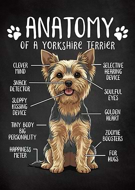 Yorkshire Terrier Anatomy Funny Dog Poster
