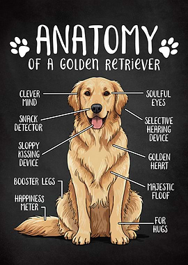 Anatomy of a Golden Retriever