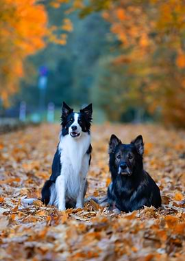 Two dogs in autumn leaves