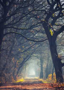 Misty Forest Path