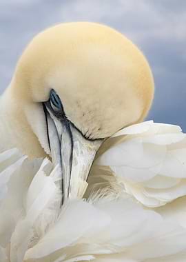 Resting Gannet Bird Portrait