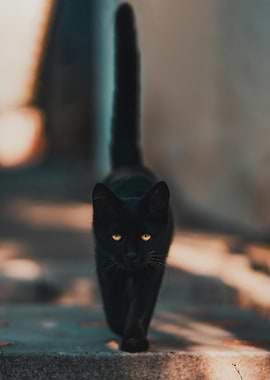 Black Cat Walking