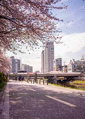 Urban Cherry Blossom Rain