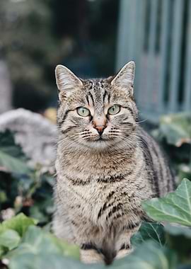 Tabby Cat Portrait in Greenery