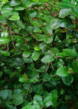 Abstract Green Leaves Pattern DSG1