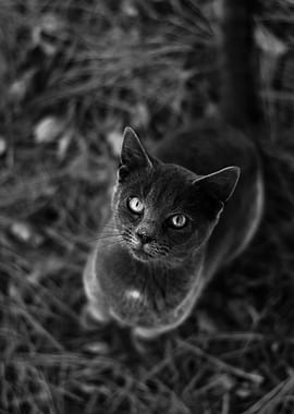 Monochrome Cat Portrait