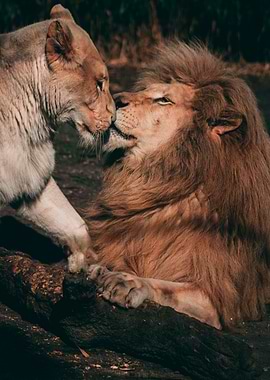 Lion and Lioness Affectionate Moment