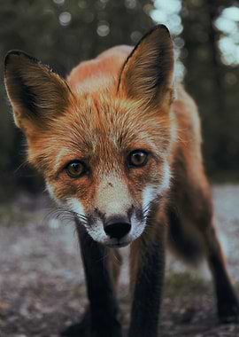 Close-up of a Red Fox