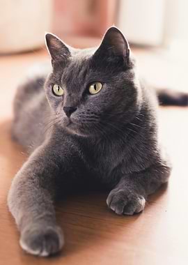 Gray Cat Portrait