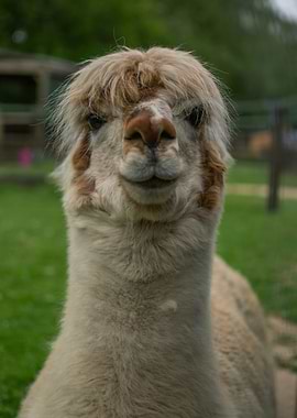 Close-up of a Smiling Alpaca