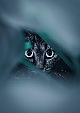 Peeking Cat in Blue Hues