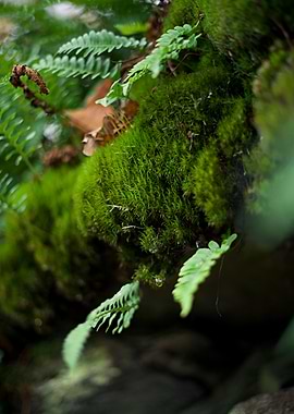 Moss and Ferns Close-Up