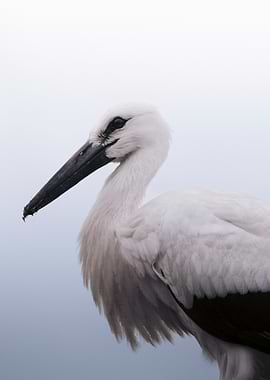 White Stork Portrait
