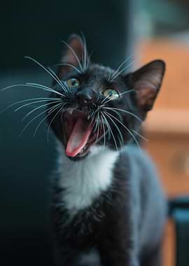 Yawning Tuxedo Cat Portrait
