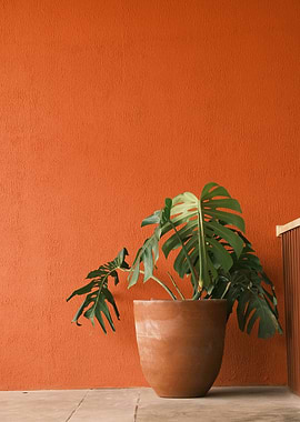 Monstera plant against orange wall