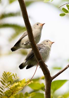 Two Small Birds on a Branch