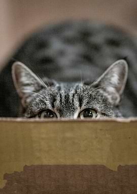 Cat peeking over cardboard box edge