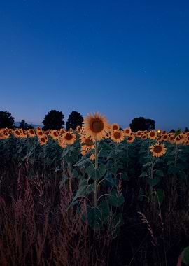 Sunflower Field at Dusk