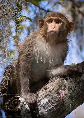 Wet Monkey perched on a tree branch