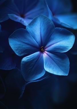 Blue Flower Close-Up