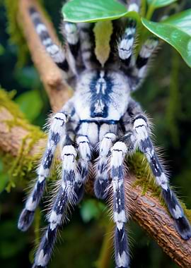 Tarantula on Branch