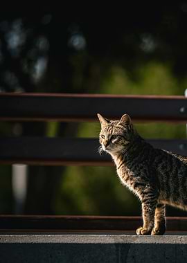 Striped Cat on Concrete Ledge