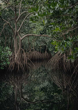 Mangrove Forest Reflection