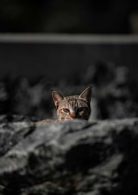 Peeking Tabby Cat