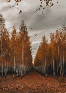 Autumn Birch Forest Path
