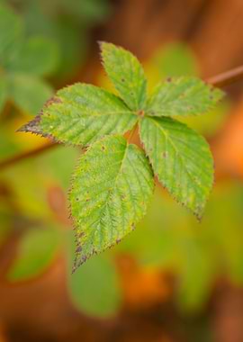 Close-up of a green blackberry leaf