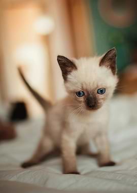 Adorable Siamese Kitten Portrait
