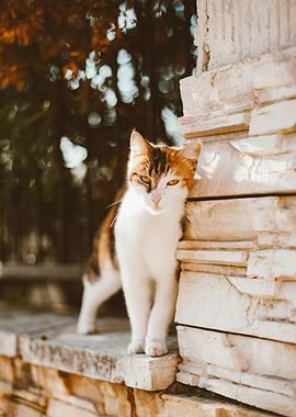 Calico cat leaning on stone wall