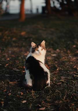 Black and White Cat Portrait