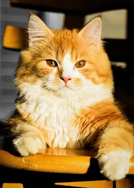 Orange and White Cat Portrait