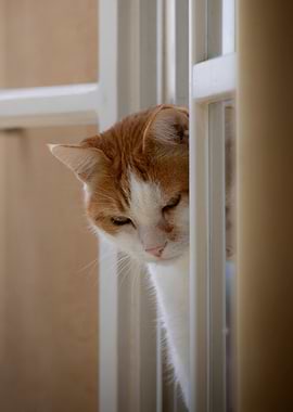 Orange and White Cat Peeking