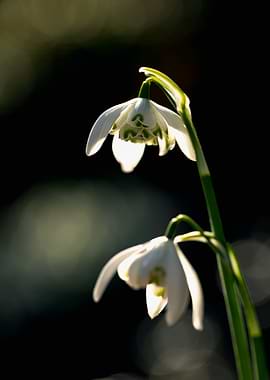 Snowdrop Flowers in Natural Light